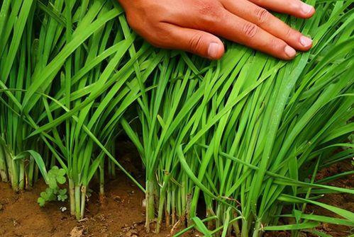 爆料假割韭菜视频播放大全,假割韭菜视频播放大全曝光 第1张 爆料假割韭菜视频播放大全,假割韭菜视频播放大全曝光 第1张